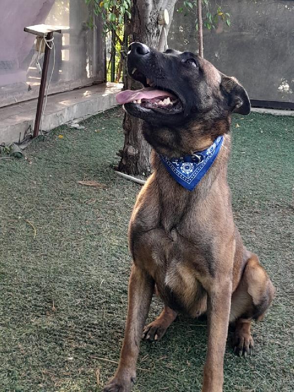 Akila, Malinois dolce e giocherellona Foto 3
